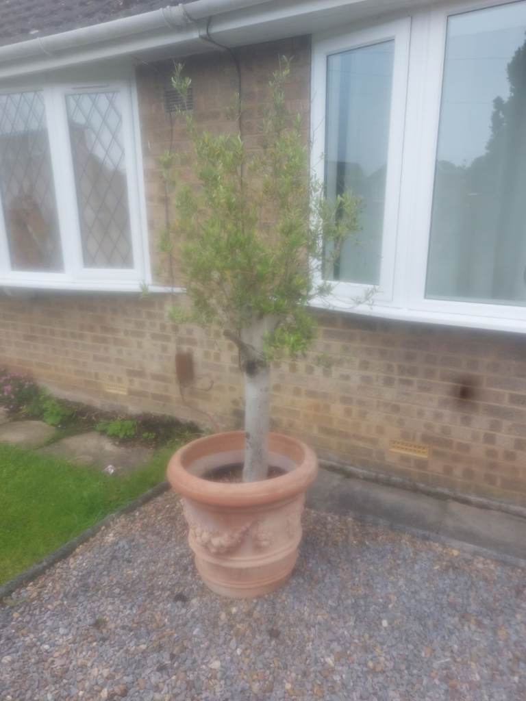 Mature Olive Tree in Premium Terracotta Pot – Mediterranean Feature Plant – £175 (ONO) 