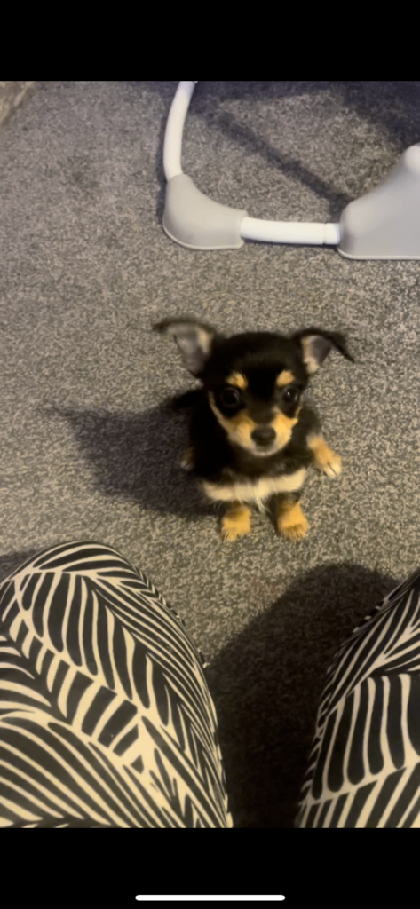 Yorkie x chihuahua puppies