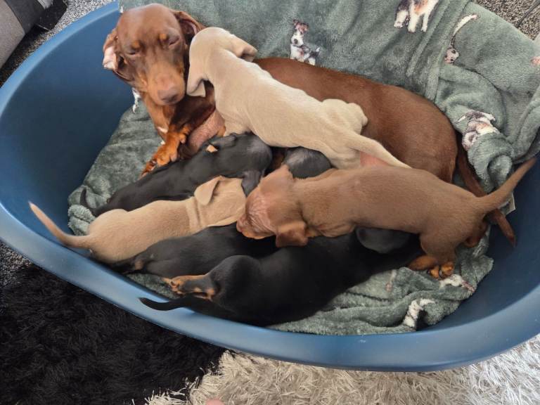 Miniature Dachshund pups 