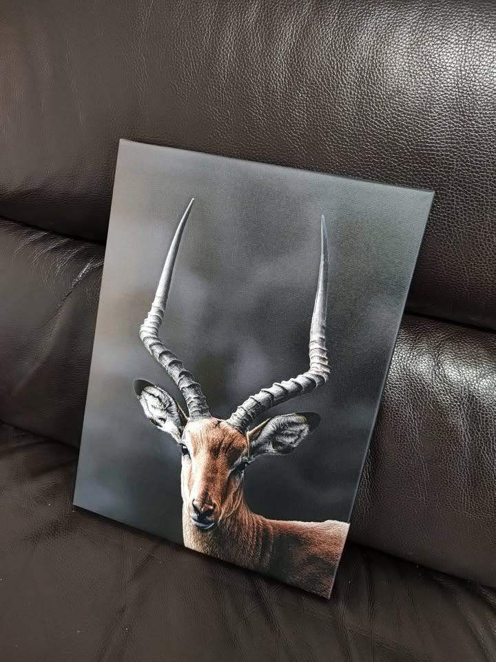 Impala (Kenyan deer) canvas print (30x40 cm)