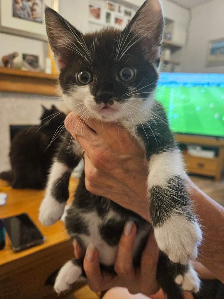 1/4 main coone Kittens for sale