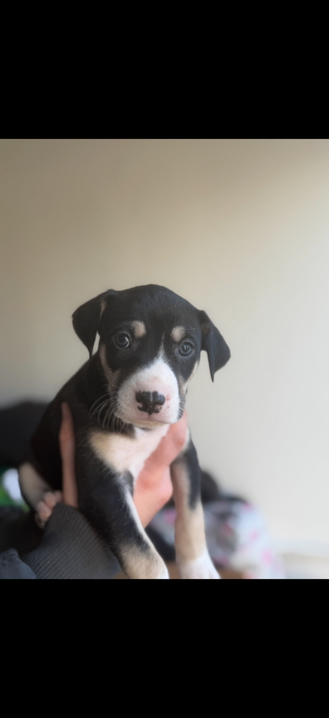 Saluki bull greyhound 