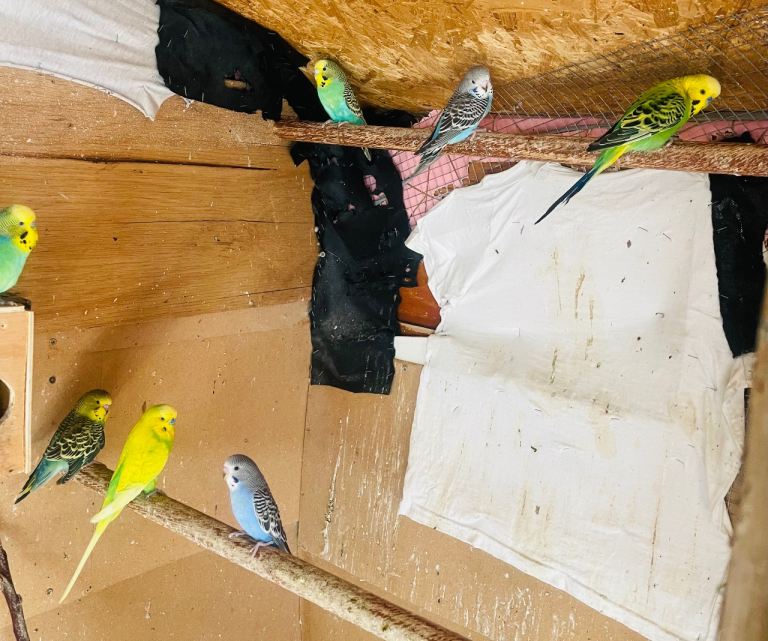 Birds 