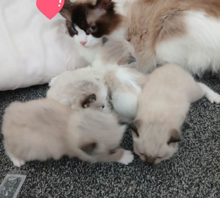 Ragdoll kittens