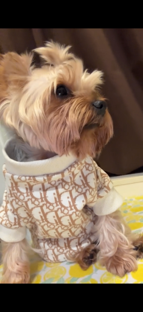 Purebred Male Yorkie (7 Years Old) with Pedigree & Passport