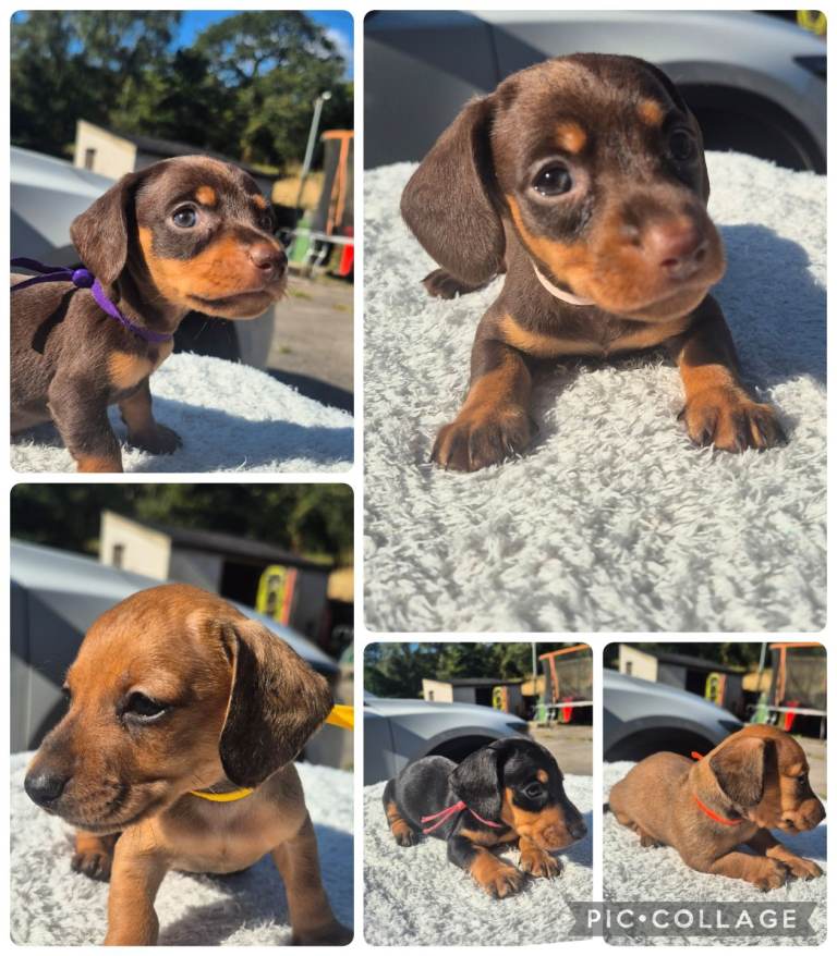 PRA CLEAR MINIATURE DACHSHUND GIRLS