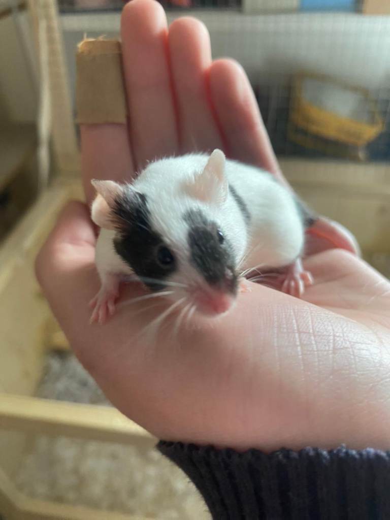 6 week well handled male mouse