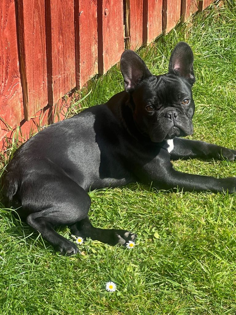 Male French bulldog black and white 