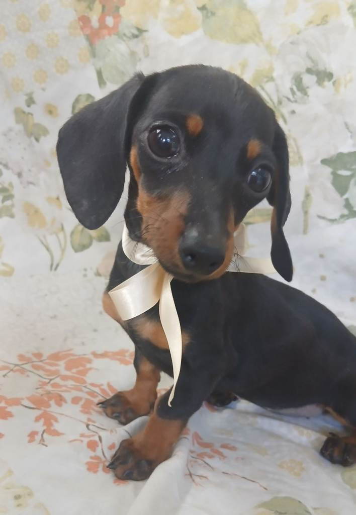Dachshund 