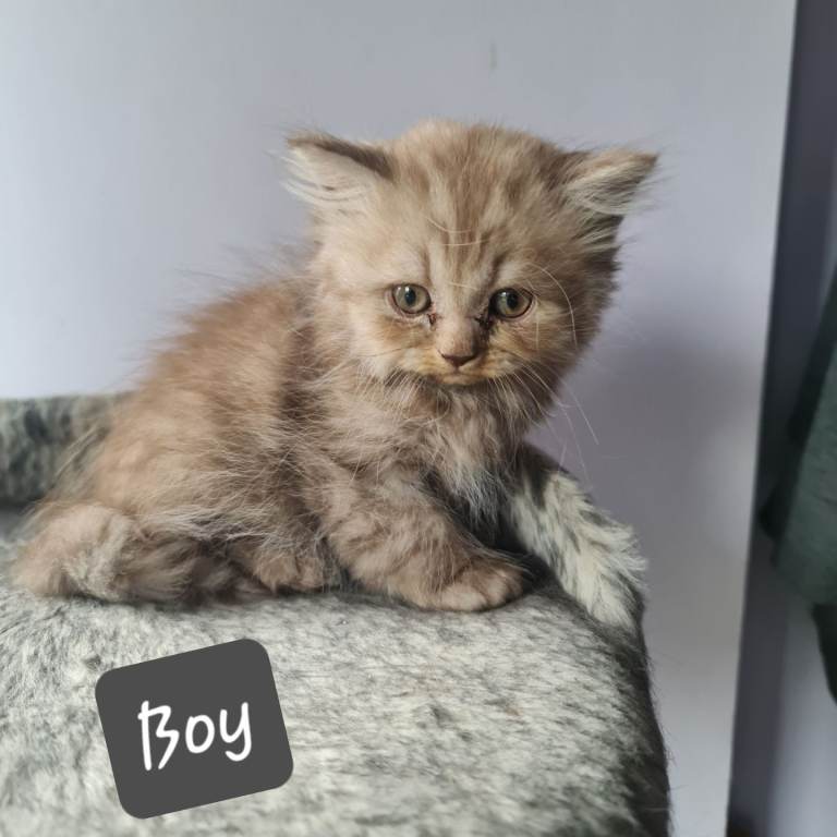 British shorthair  and longhair 