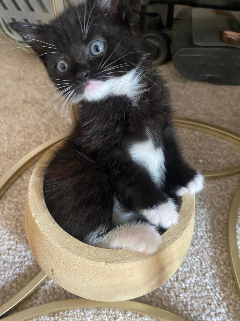 8 WEEK OLD - MALE & FEMALE KITTEN