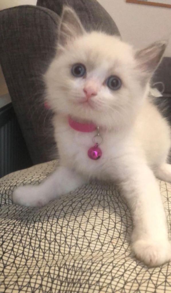 Cute British Shorthair Mali Kitten for sale