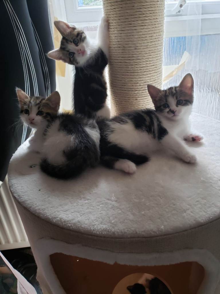 Cute kittens 