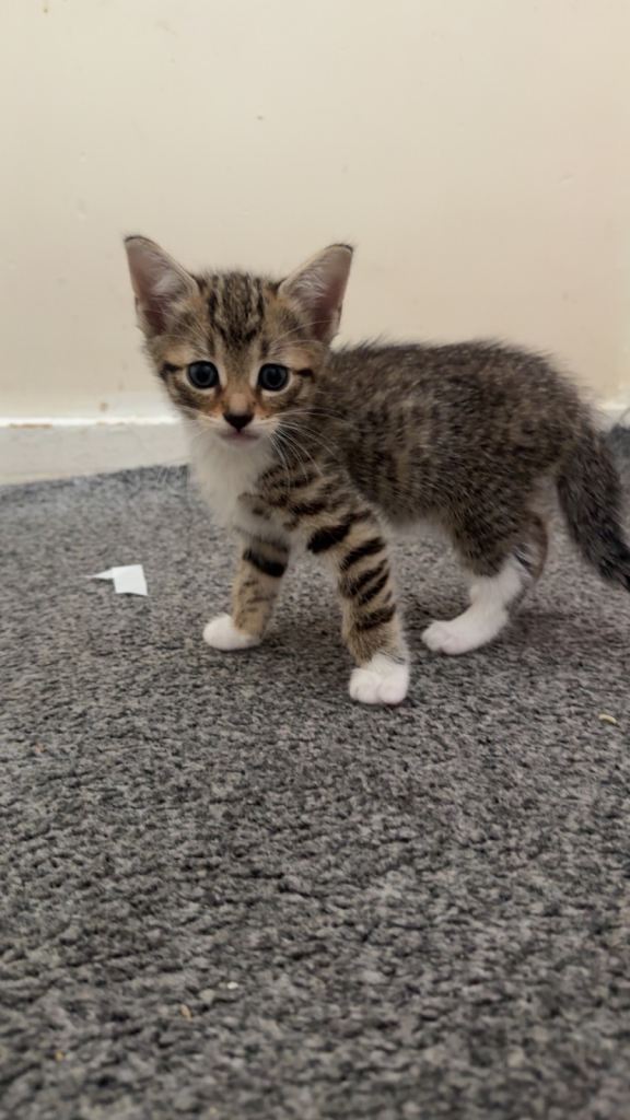 5 kittens need gone ASAP £75 each