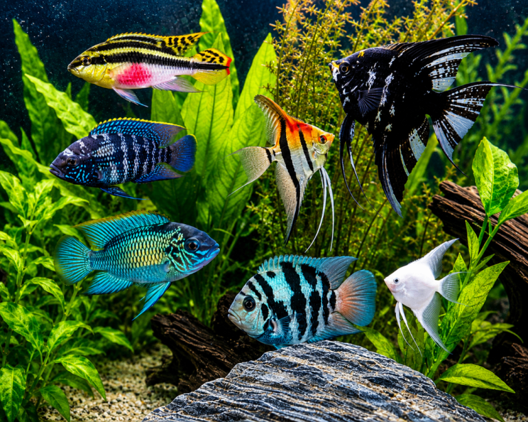 Electric Blue Acara, Angelfish, Polar Blue Parrots, Rainbow Kribs. Tropical Fish