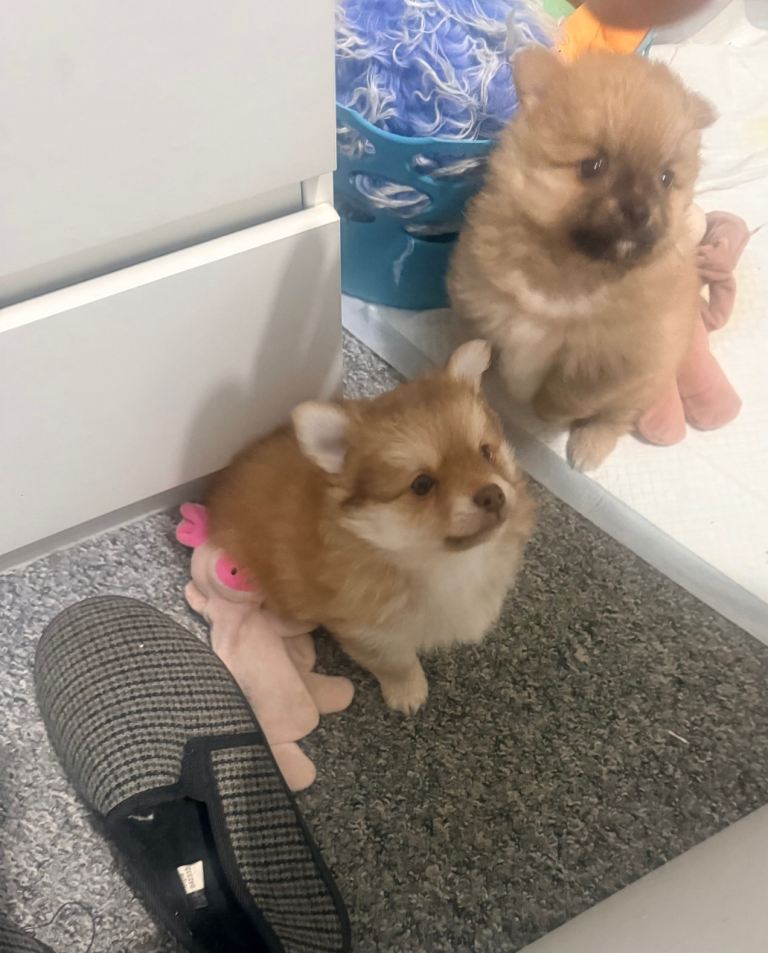 German spitz- mix  puppies 