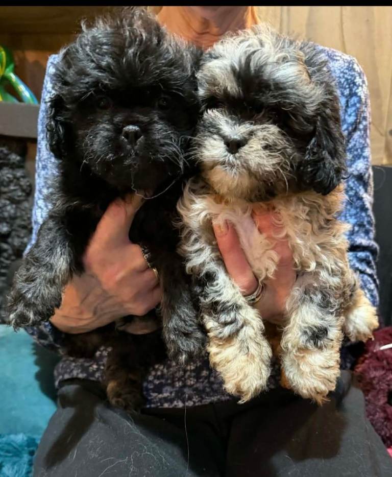 Peekapoo puppies (pekingese x poodle)