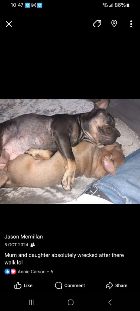 French bulldog x pups 