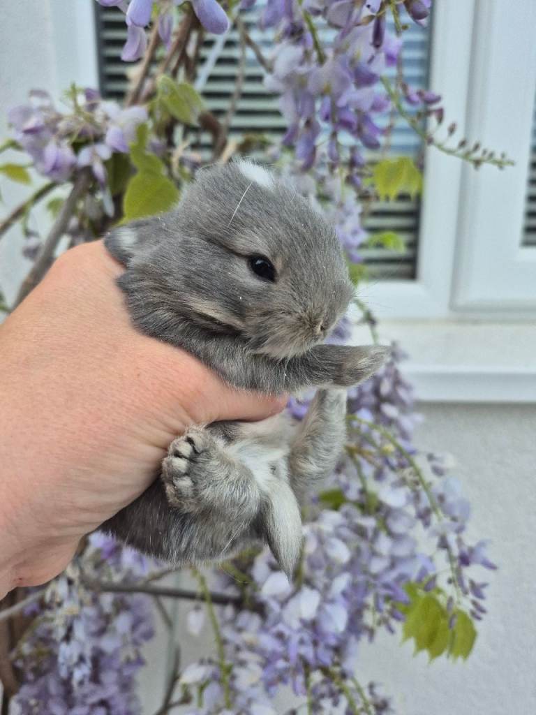Dwarf lop. netherland dwarfs. Mini lops