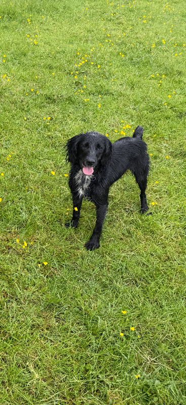 Cocker spaniel girl 