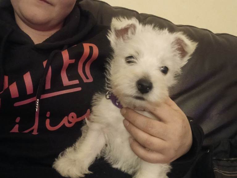 West Highland terrier female 