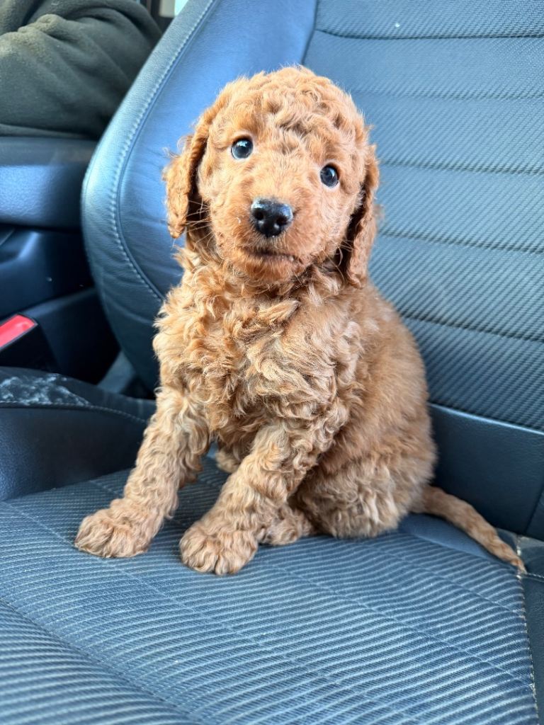 Gorgeous red cockapoo boy