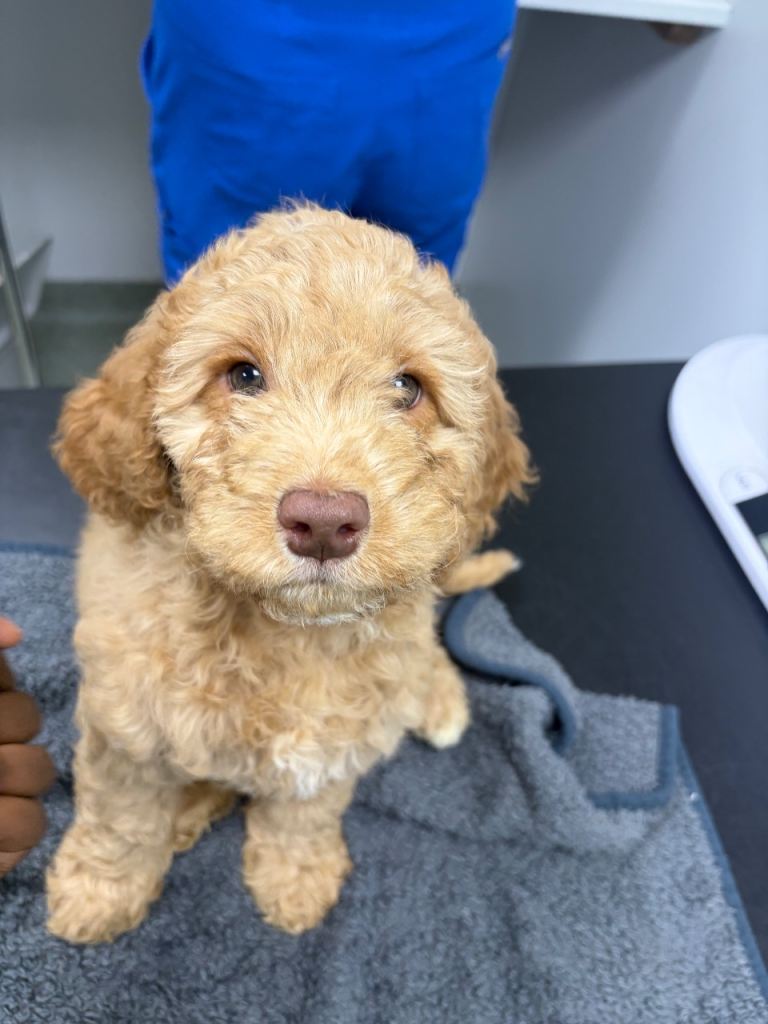 Gorgeous Cockapoo Puppies – Only 2 Left, Boy & Girl ❤️
