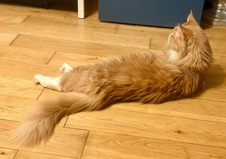 Maine coon 