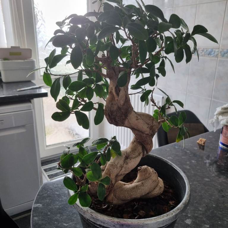 REDUCED PRICE BEAUTIFUL TALL LUCKY FICUS BONSAI FENG SHUI TREE