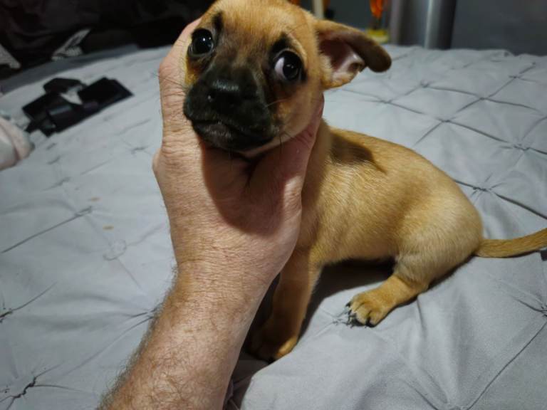 1 male chug puppy looking for forever home