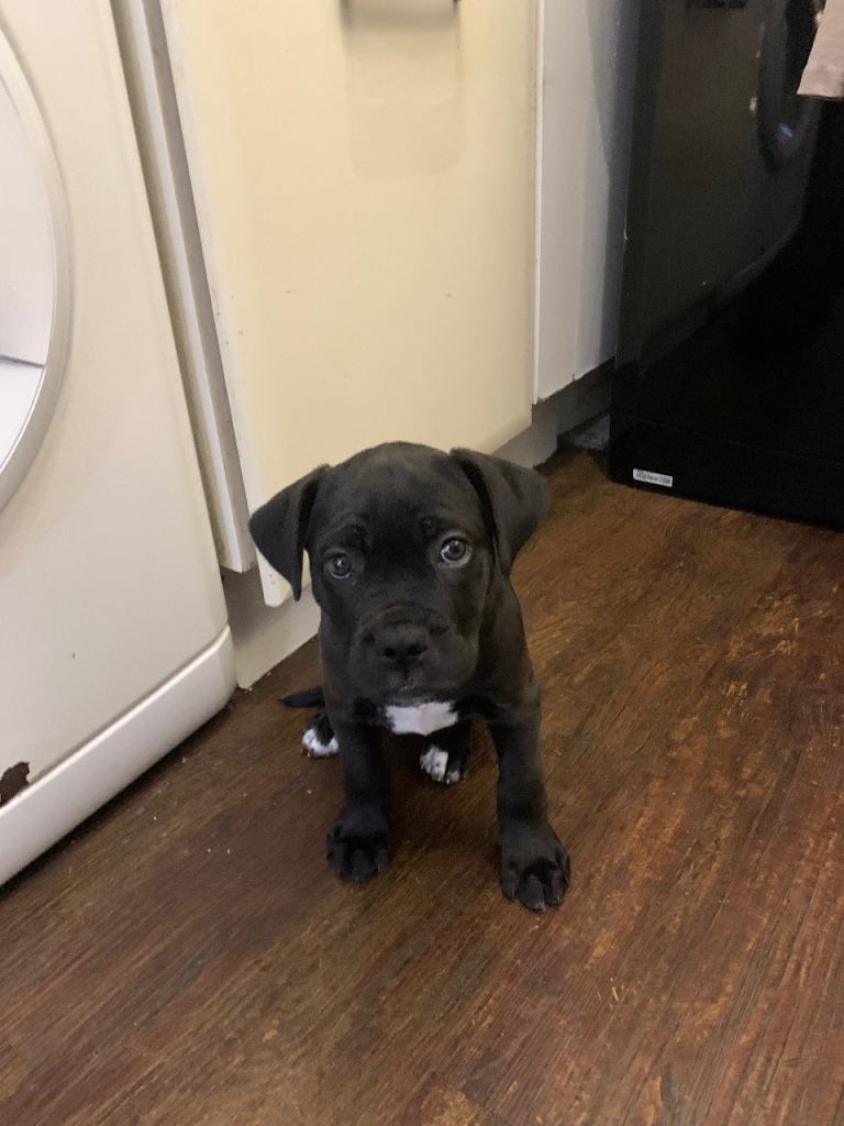 Cane corso puppy (female)
