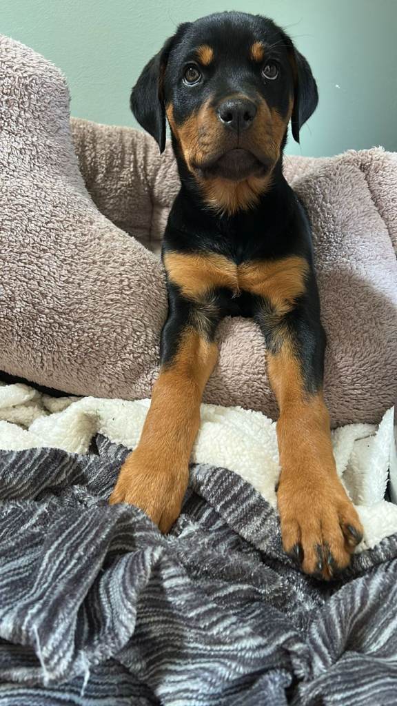 12 weeks old Rottweiler available