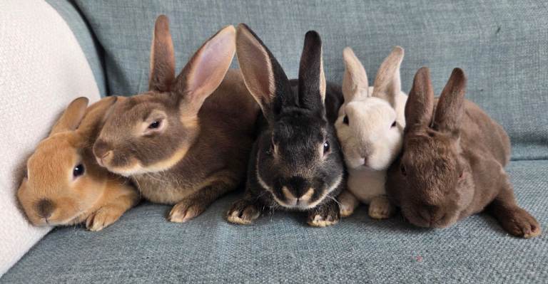 Mini Rex baby rabbits