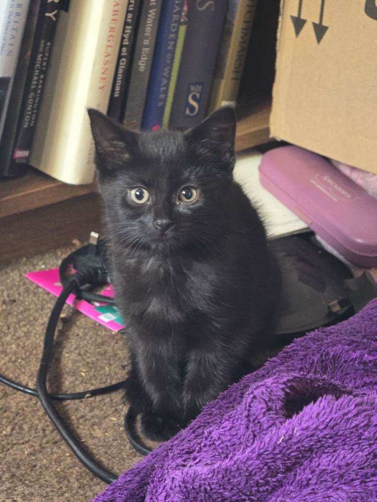 Kittens for sale