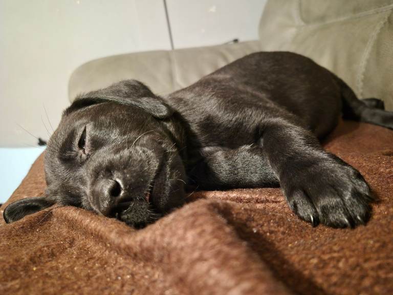 9 black labrador puppys