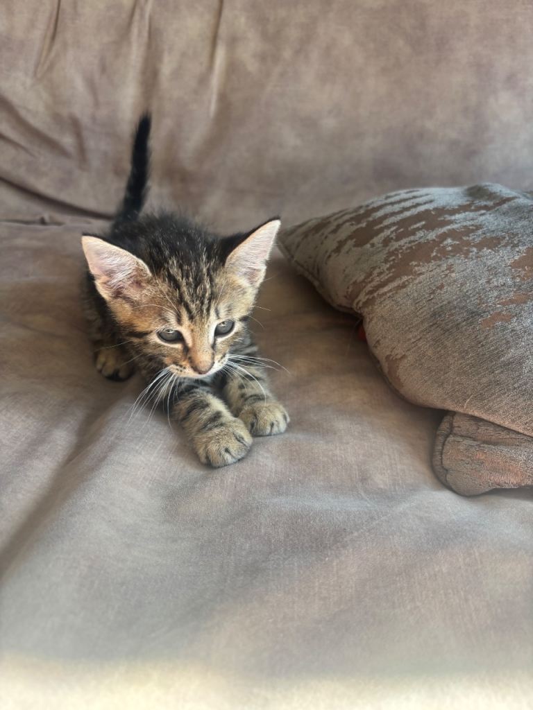 3 x lovely kittens for sale 