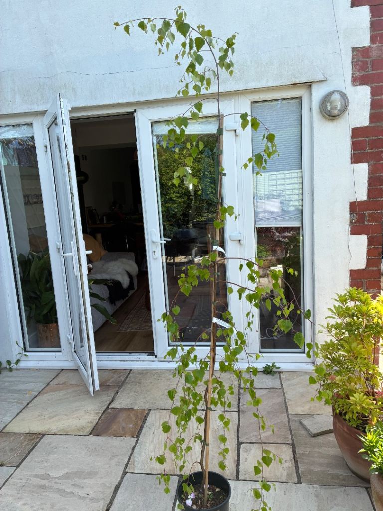 Weeping birch tree (7ft) Betula pendula Youngii
