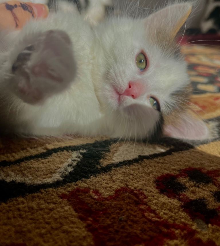 Adorable Fluffy Kitten 