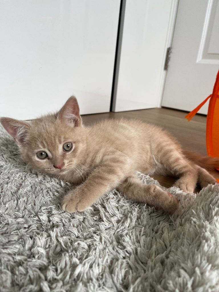 Kitten for sale 