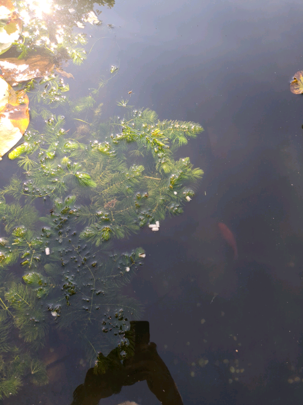 FRESH Oxygenating POND plants / weed