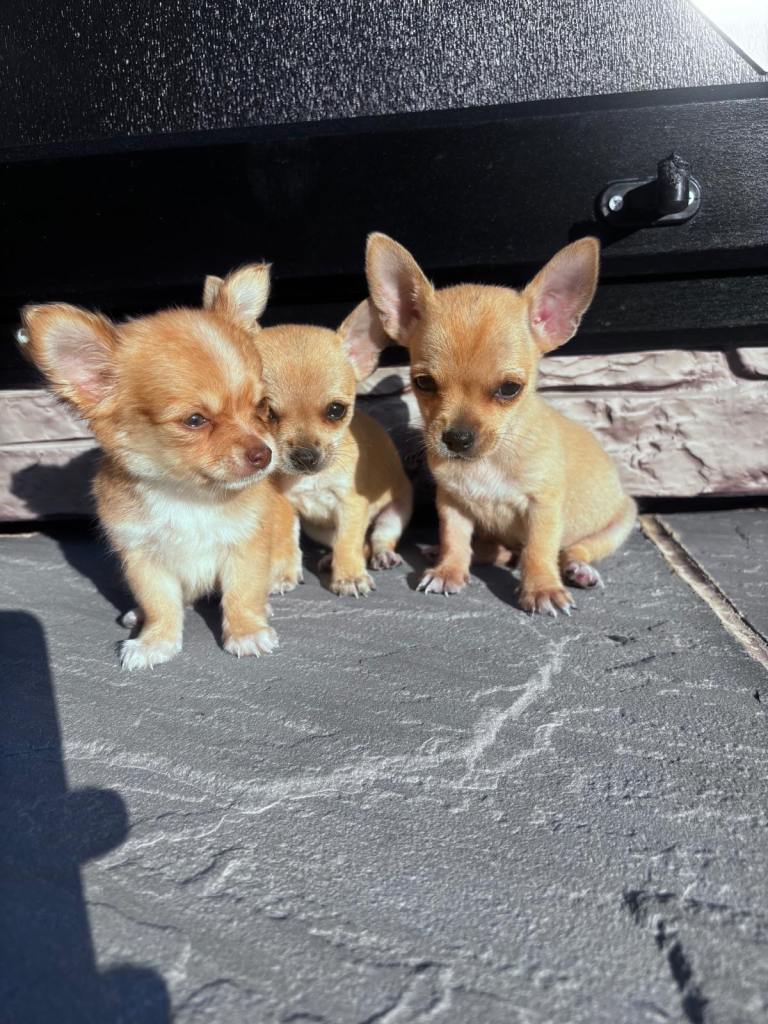 3 beautiful chihuahua puppies for sale