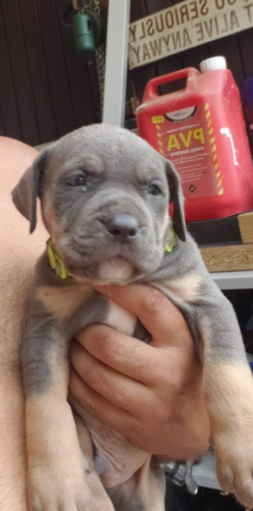 Cane corso 🤴 