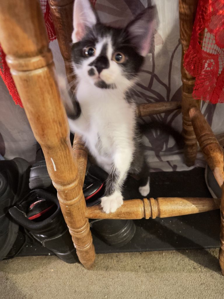 very friendly and playful