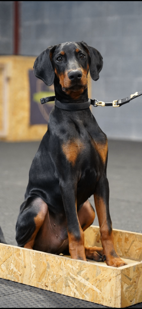 Male kc reg Doberman for sale