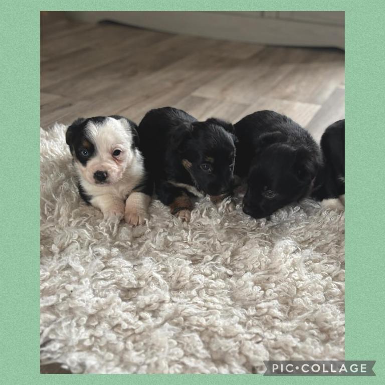 Collie cross jack puppies 