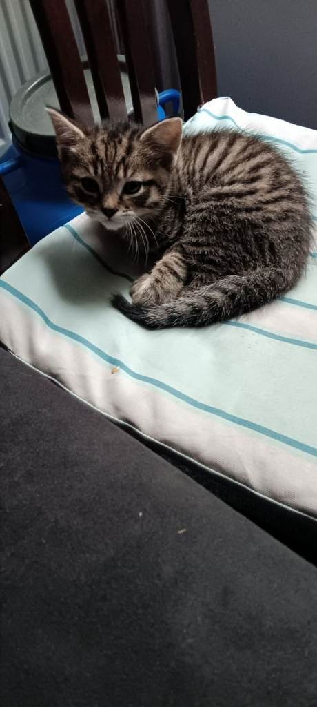 Two beautiful kittens are looking for a new home