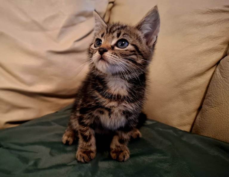 image for kitten last available