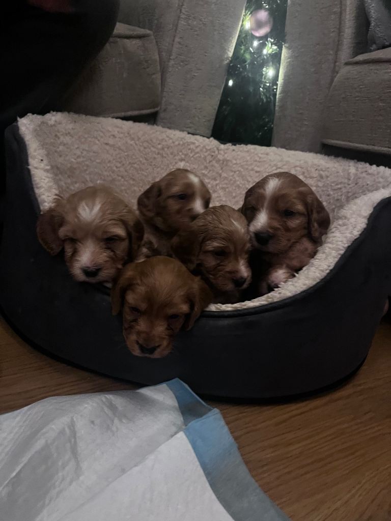 F2 cockapoo puppies for sale 