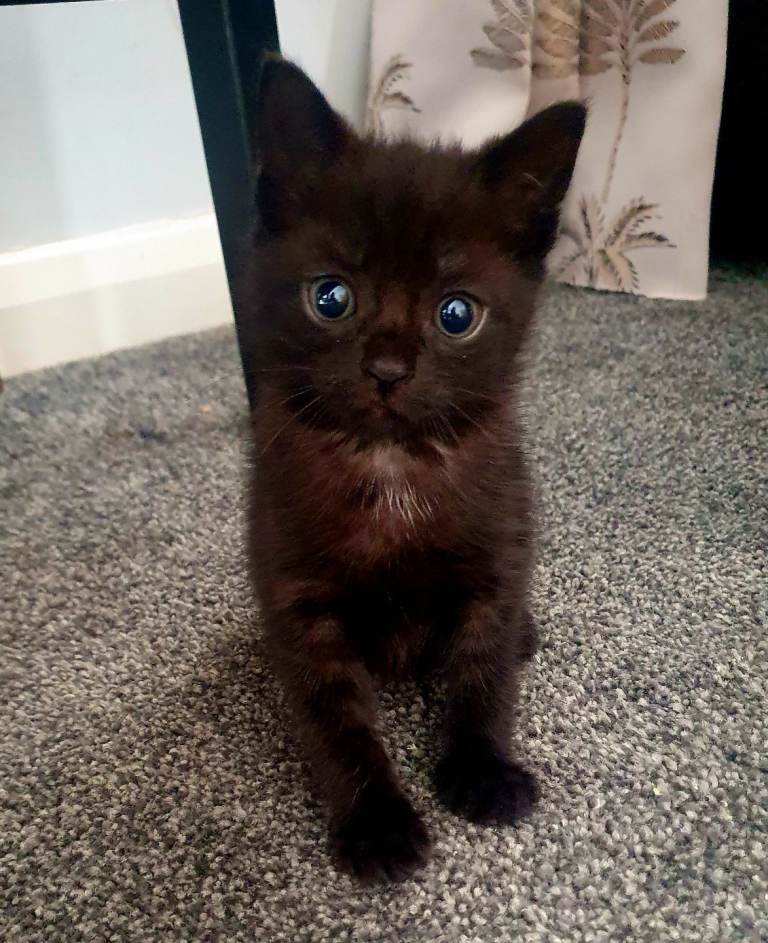 Two Kittens Looking for Loving Homes 