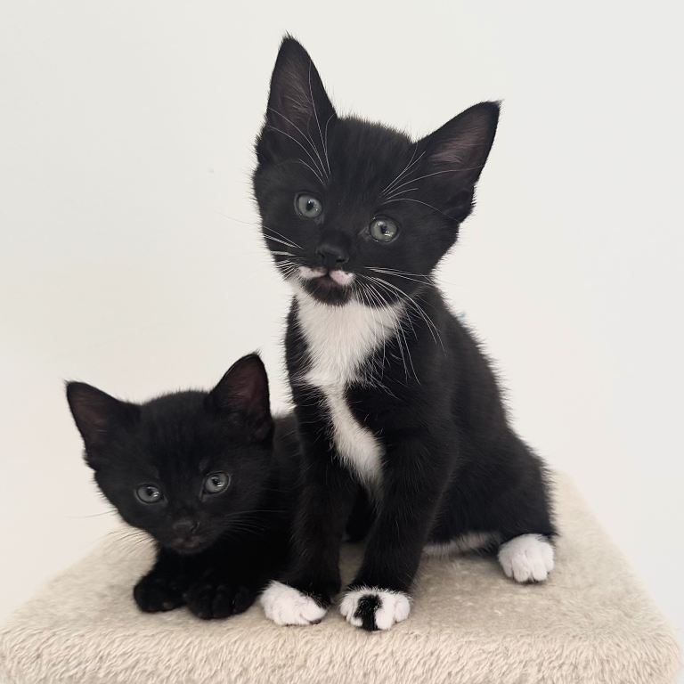 Kittens For Adoption
